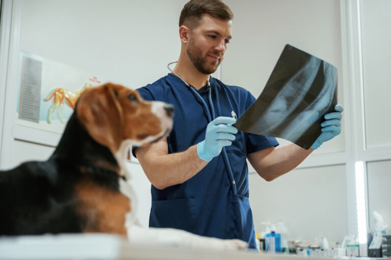 RTG u&nbsp;psa: Przewodnik po&nbsp;radiografii. Wskazania, bezpieczeństwo i&nbsp;interpretacja obrazu