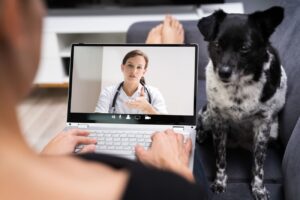 Telemedycyna weterynaryjna: Kiedy wystarczy konsultacja online?