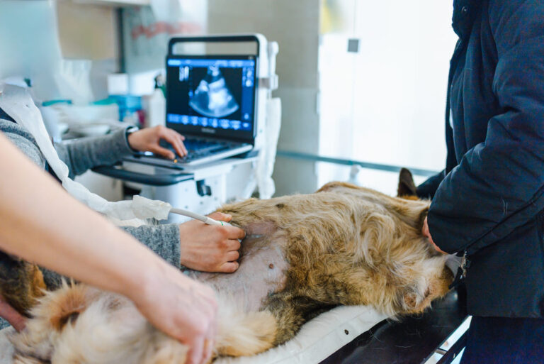 USG u&nbsp;psa: Przewodnik po&nbsp;diagnostyce ultrasonograficznej. Przygotowanie, przebieg i&nbsp;interpretacja