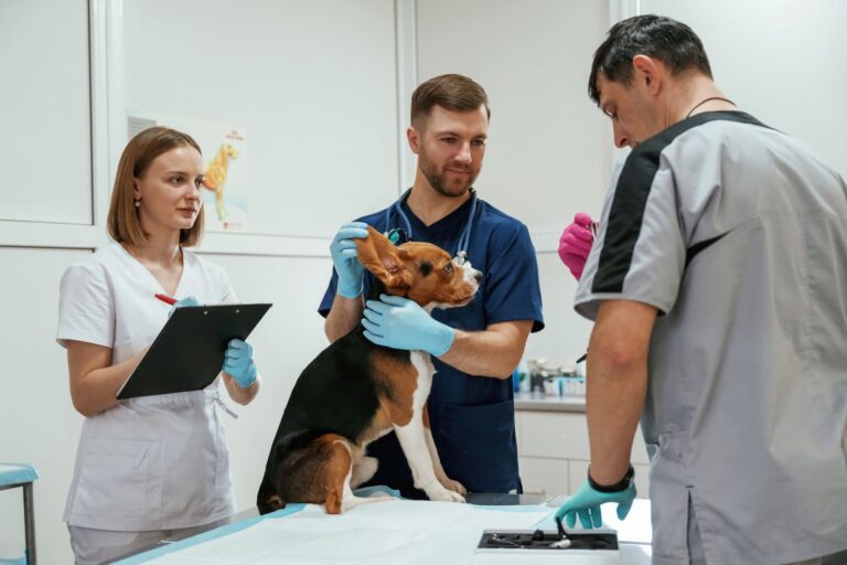 Weterynarz ogólny czy&nbsp;specjalistyczna klinika – jak dokonać wyboru